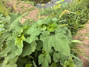 绿叶植物特写