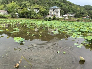 荷塘水乡景