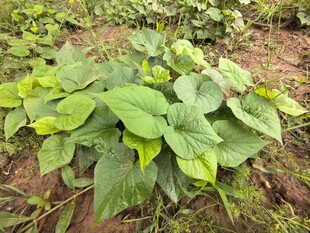 绿叶繁茂的红薯植株
