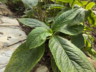 绿叶植物特写