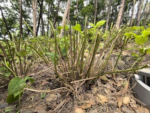 植物根部特写