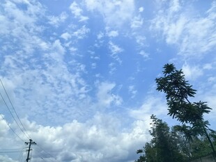 蓝天白云下的树木风景