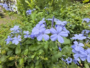 蓝花绽放于绿意间