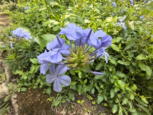 蓝花绽放于绿叶间
