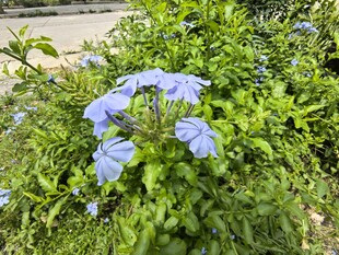 蓝花绽放于翠绿草丛中