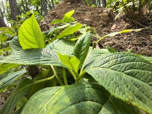 绿叶繁茂的田间植物