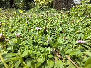 绿意盎然的野生植物景观
