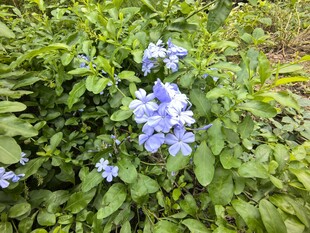 蓝花绽放于绿叶间