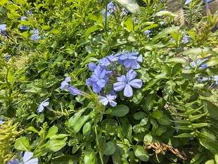 蓝花绽放于葱郁绿叶间