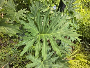 大型绿叶植物特写