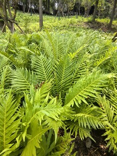 翠绿蕨类植物生机盎然