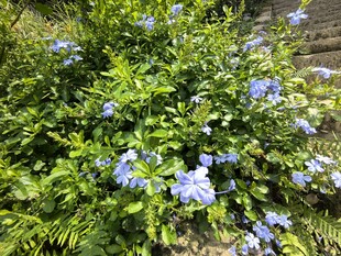 蓝花绿植绽放生机