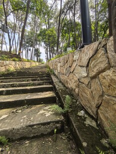石砌台阶旁的林间景致