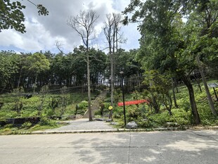 绿意盎然的户外园林景观