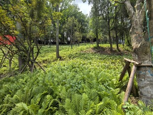 绿意盎然的蕨类植物景观