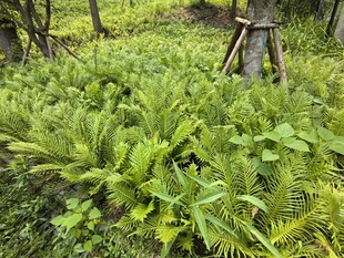 茂密蕨类植物的自然景象