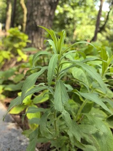 绿叶植物特写