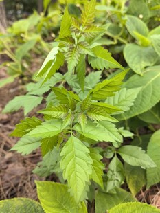 嫩绿植物生机盎然