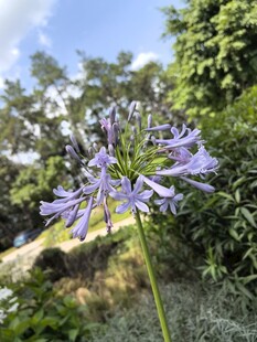 蓝紫色百子莲绽放于户外
