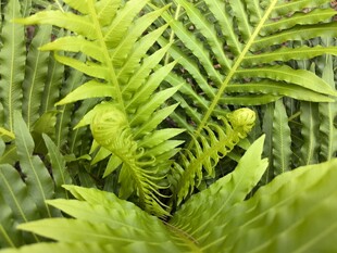 翠绿蕨类植物特写