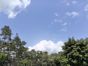 蓝天绿树自然风景图