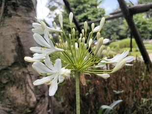 孤挺花特写