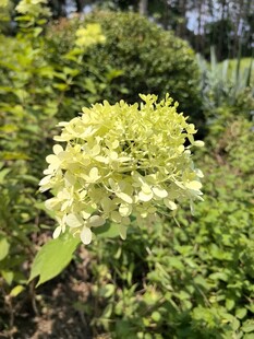 盛开的黄绿色绣球花