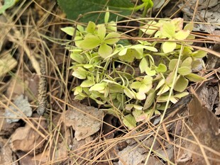 地面生长的嫩绿植物