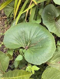 大叶片绿植特写