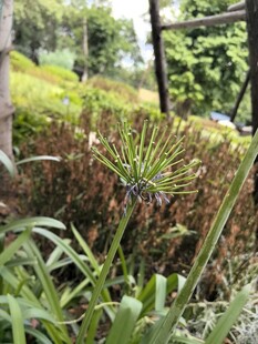 户外绿植景观