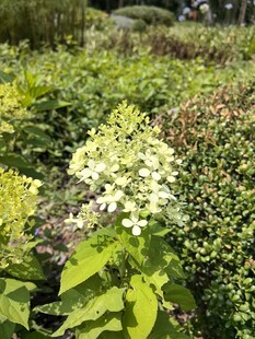 花园中的多彩绣球花
