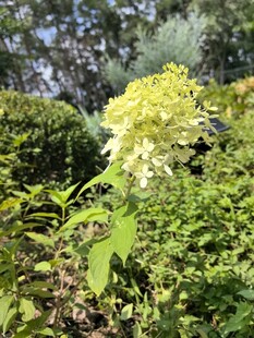 盛开的黄色绣球花