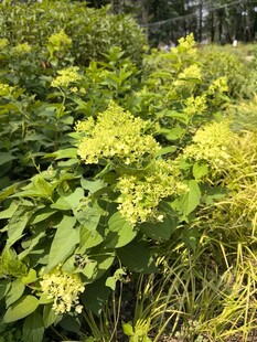 绿叶黄花的繁茂植物景观