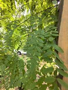 绿叶繁茂的墙边景致