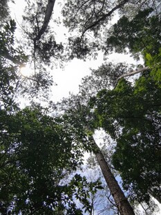 仰视茂密森林高大树木