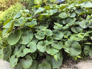翠绿荷叶植物景观