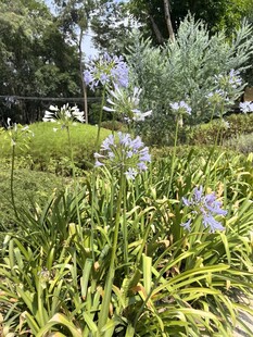 花园中的紫色花卉与绿植