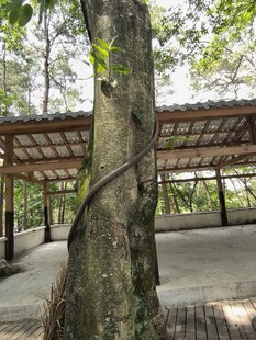 林间木质廊架与缠绕树干