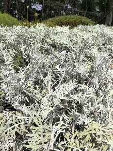 银叶植物景观
