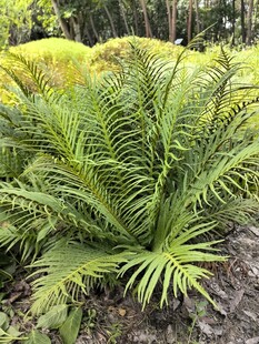翠绿蕨类植物生机盎然