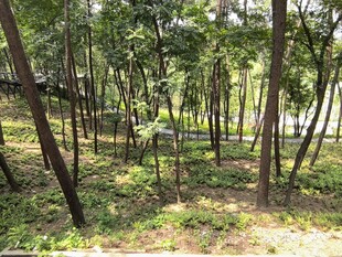 夏日林间景致