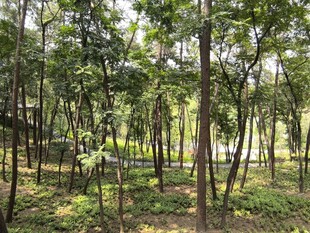 茂密树林中的自然景致