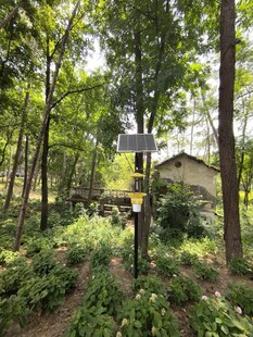 林间小屋隐于葱郁草木间