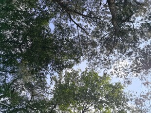 仰视繁茂枝叶