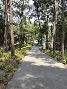 林间幽静小路