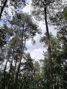 茂密松林仰拍景象