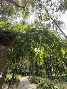 林间绿荫小道