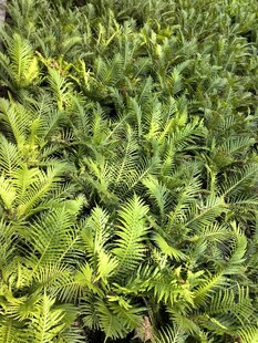 翠绿蕨类植物生机盎然