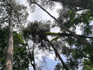 仰视茂密森林树冠
