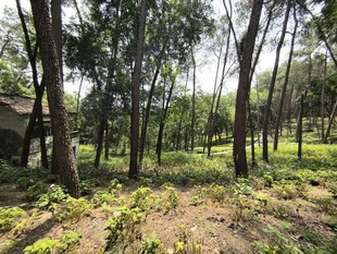 林间草地风景